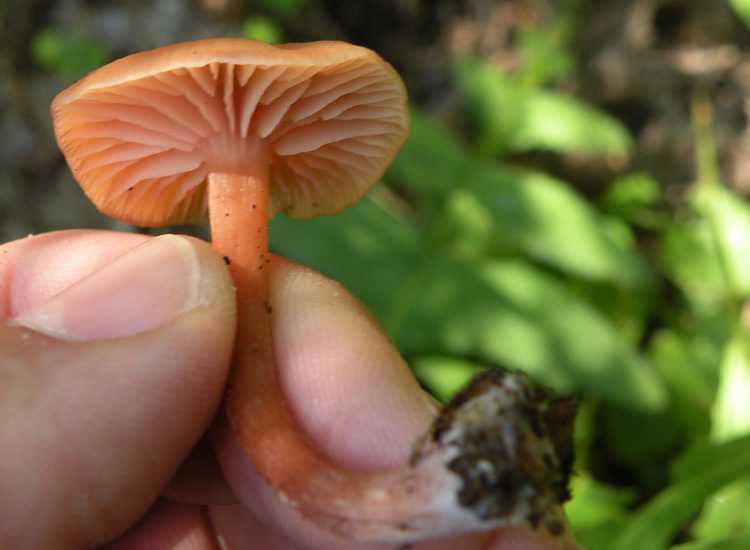 Laccaria laccata?